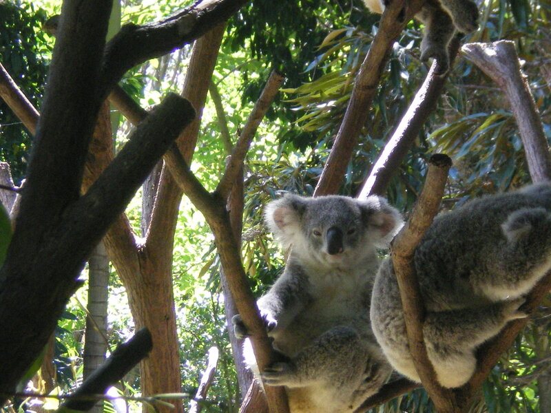Koalas in Tree