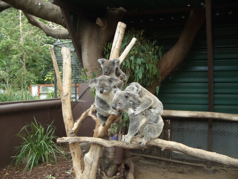 koalas on a tree branch