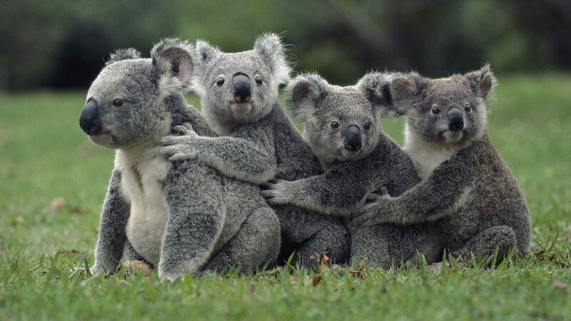 koalas sitting together on grass