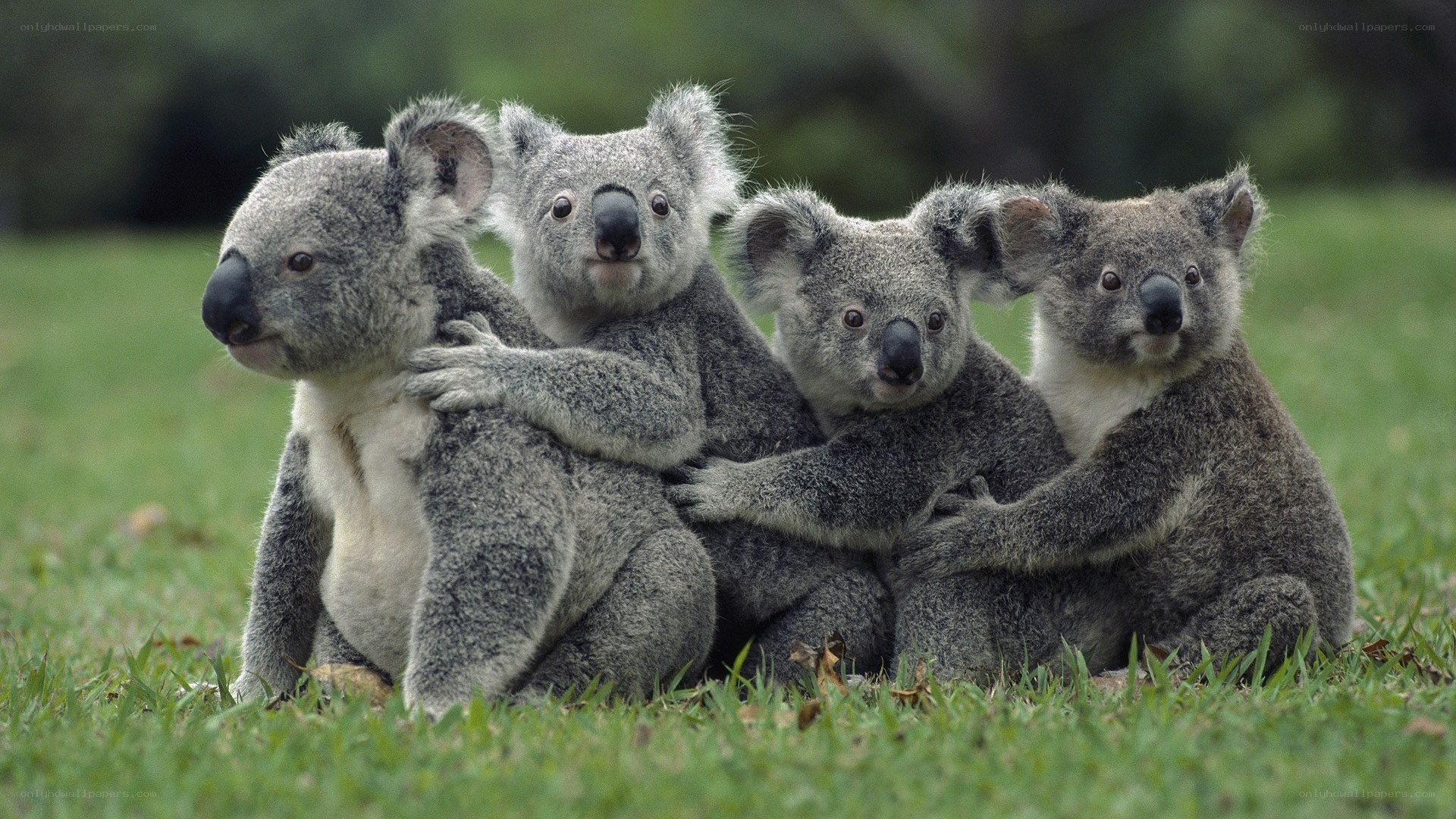 koalas sitting together on grass