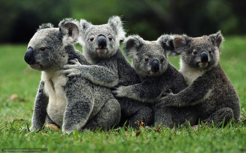 koalas sitting together