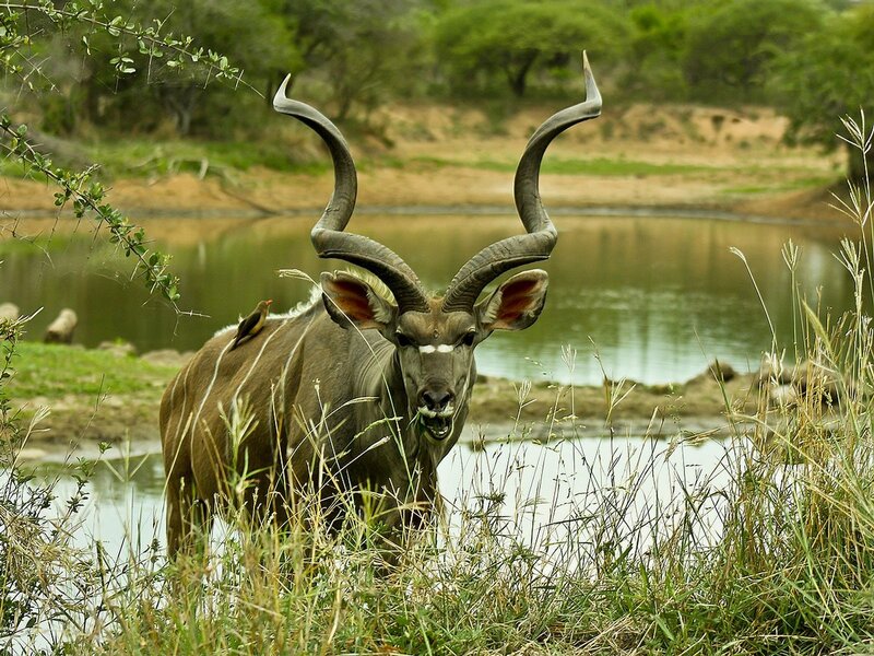 Kobus Antelope at Water
