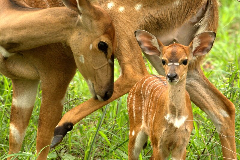 Kobus Antelope Calf
