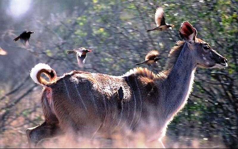Kobus Antelope Running — Brown