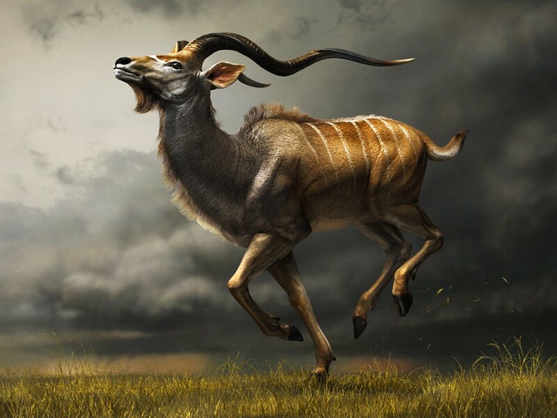 Kobus Antelope Running