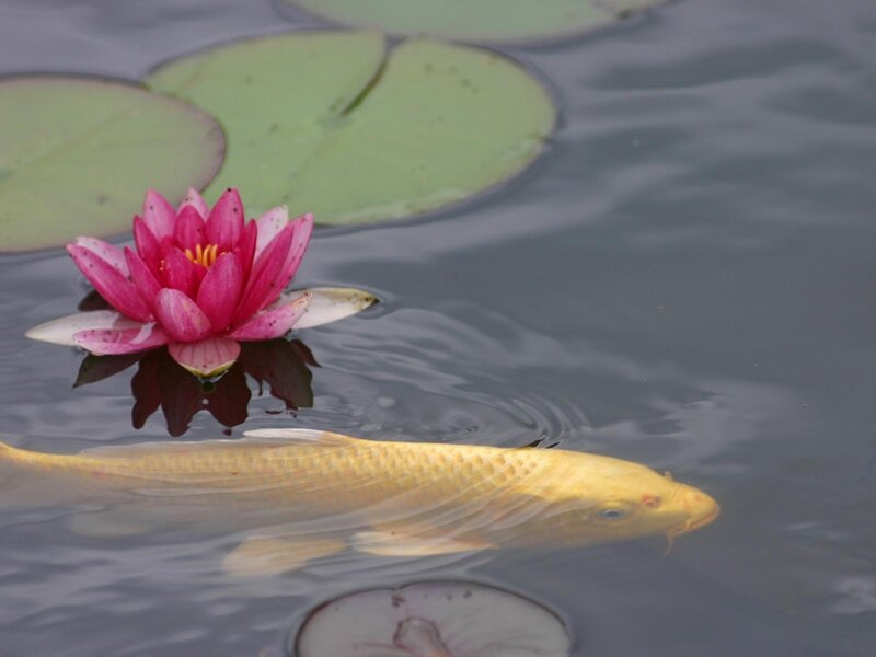 Koi fish and water lily