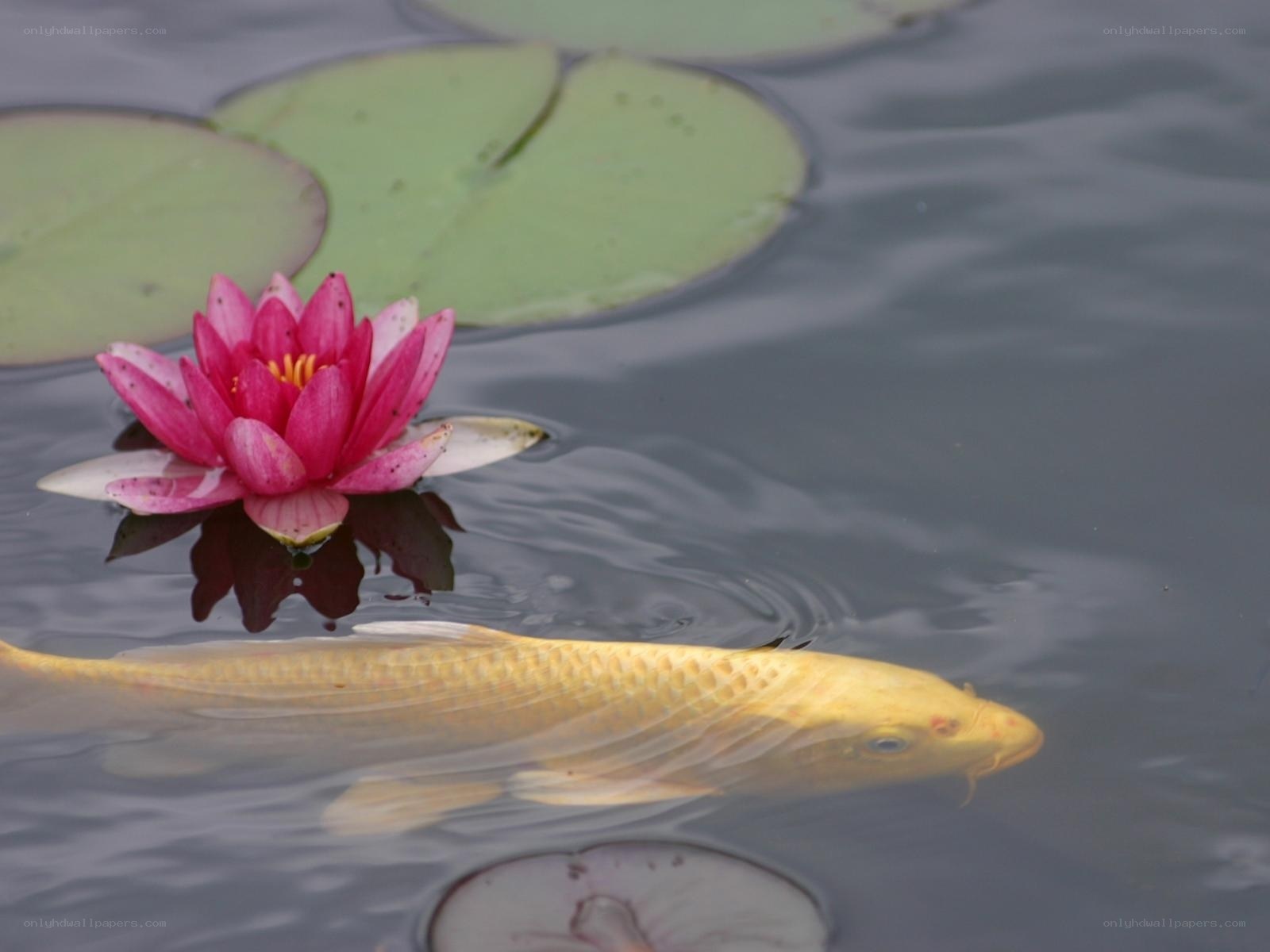 Koi fish and water lily