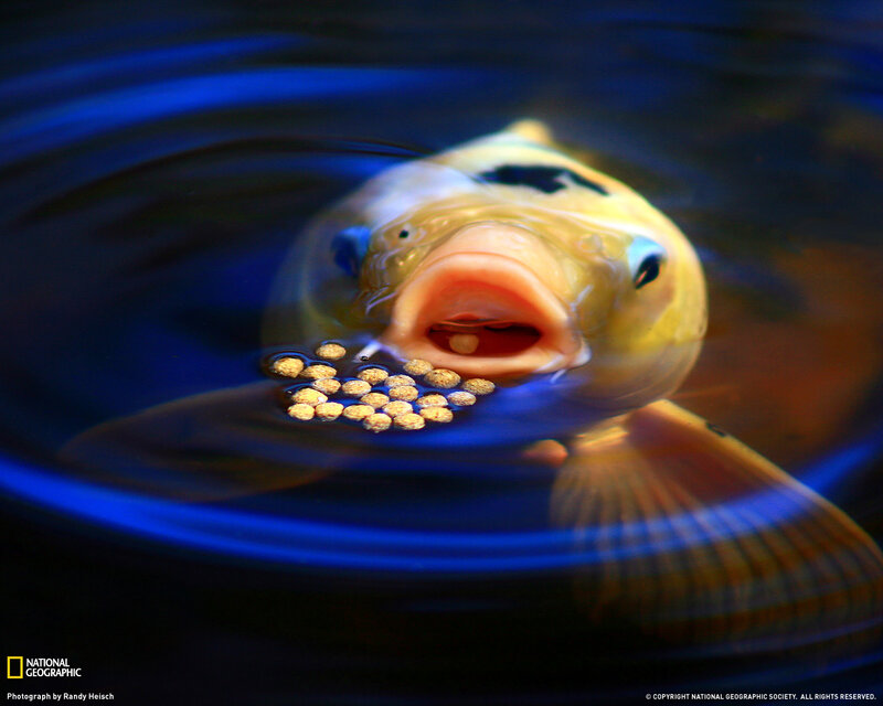 Koi fish eating pellets