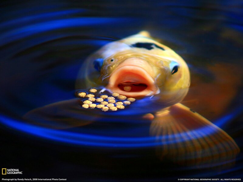Koi fish eating pellets