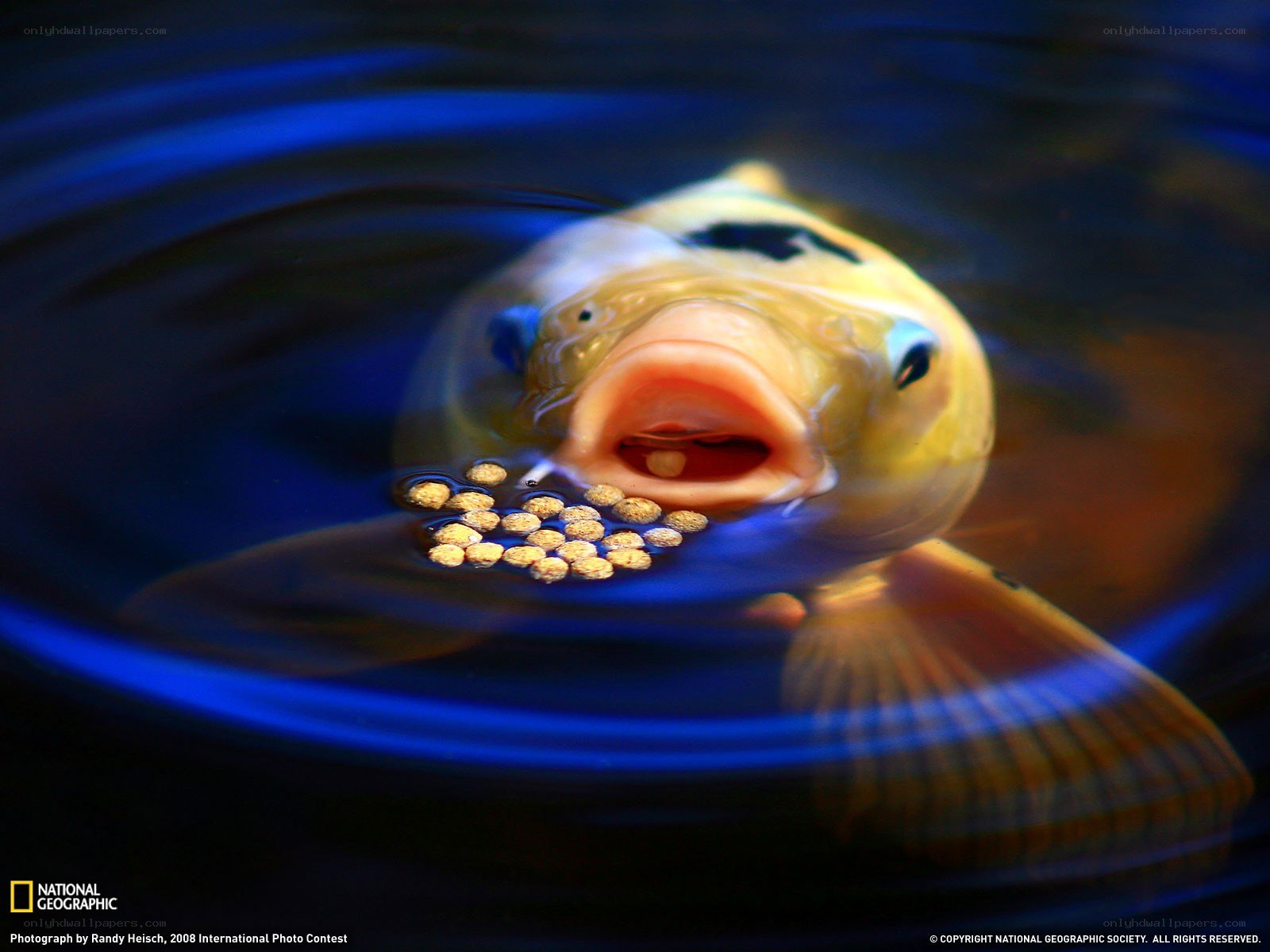 Koi fish eating pellets