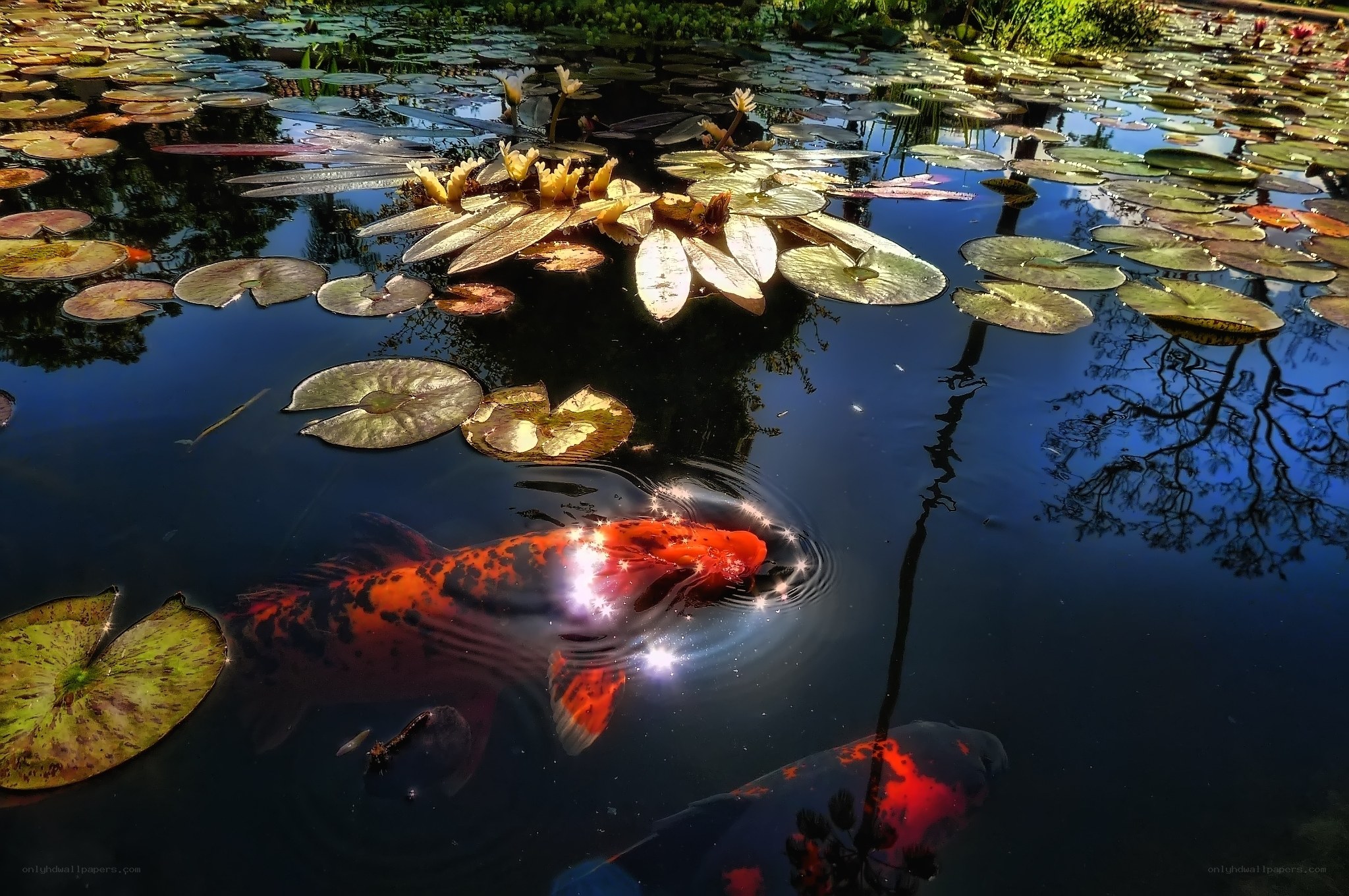 Koi fish in a lily pond