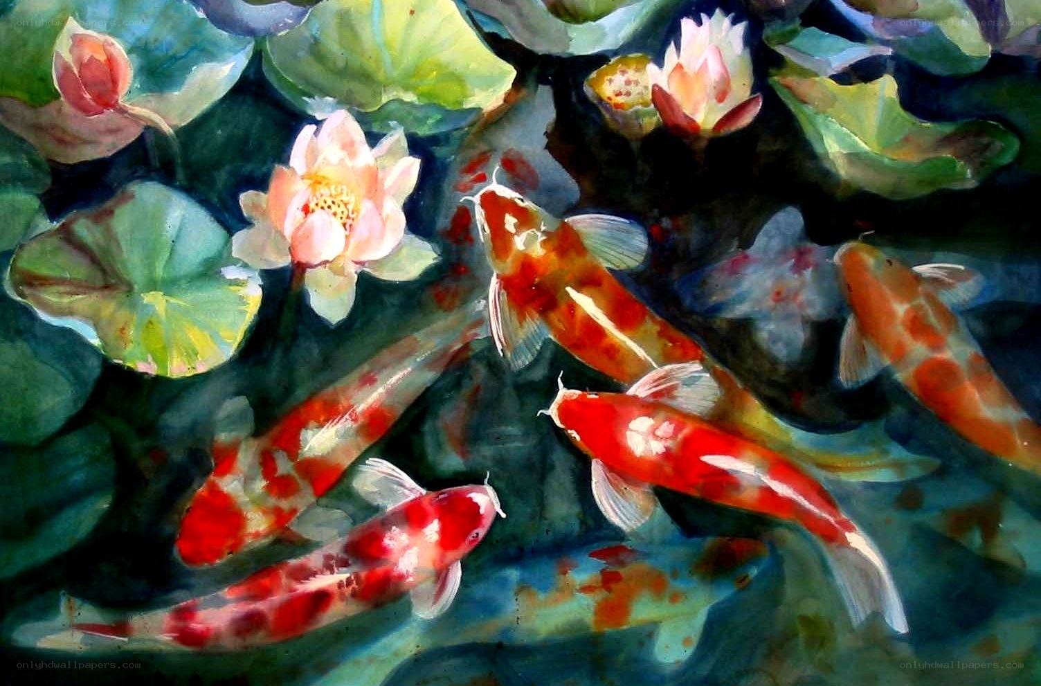 Koi fish in a lotus pond