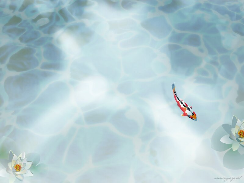 Koi fish in a pond