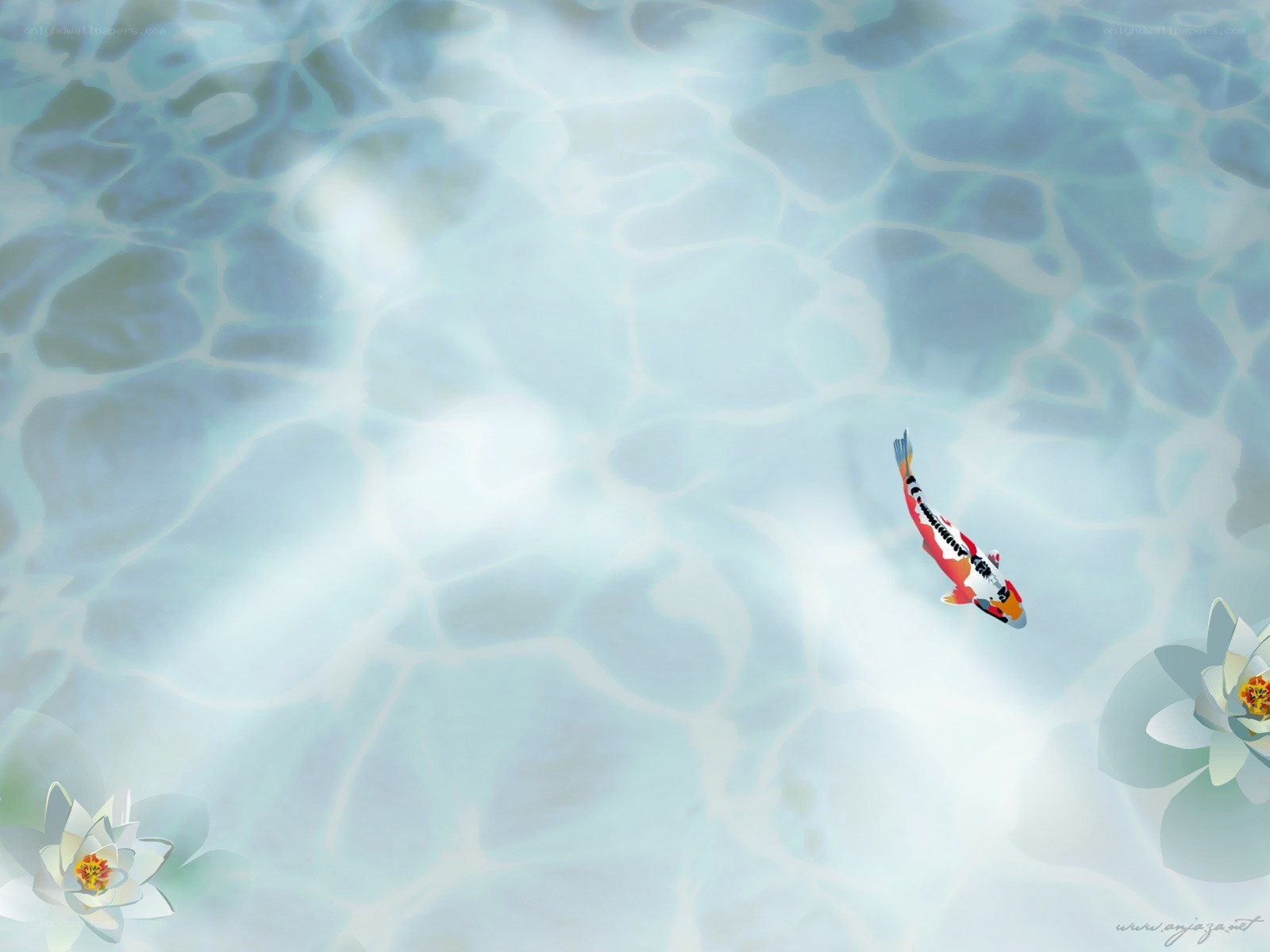 Koi fish in a pond