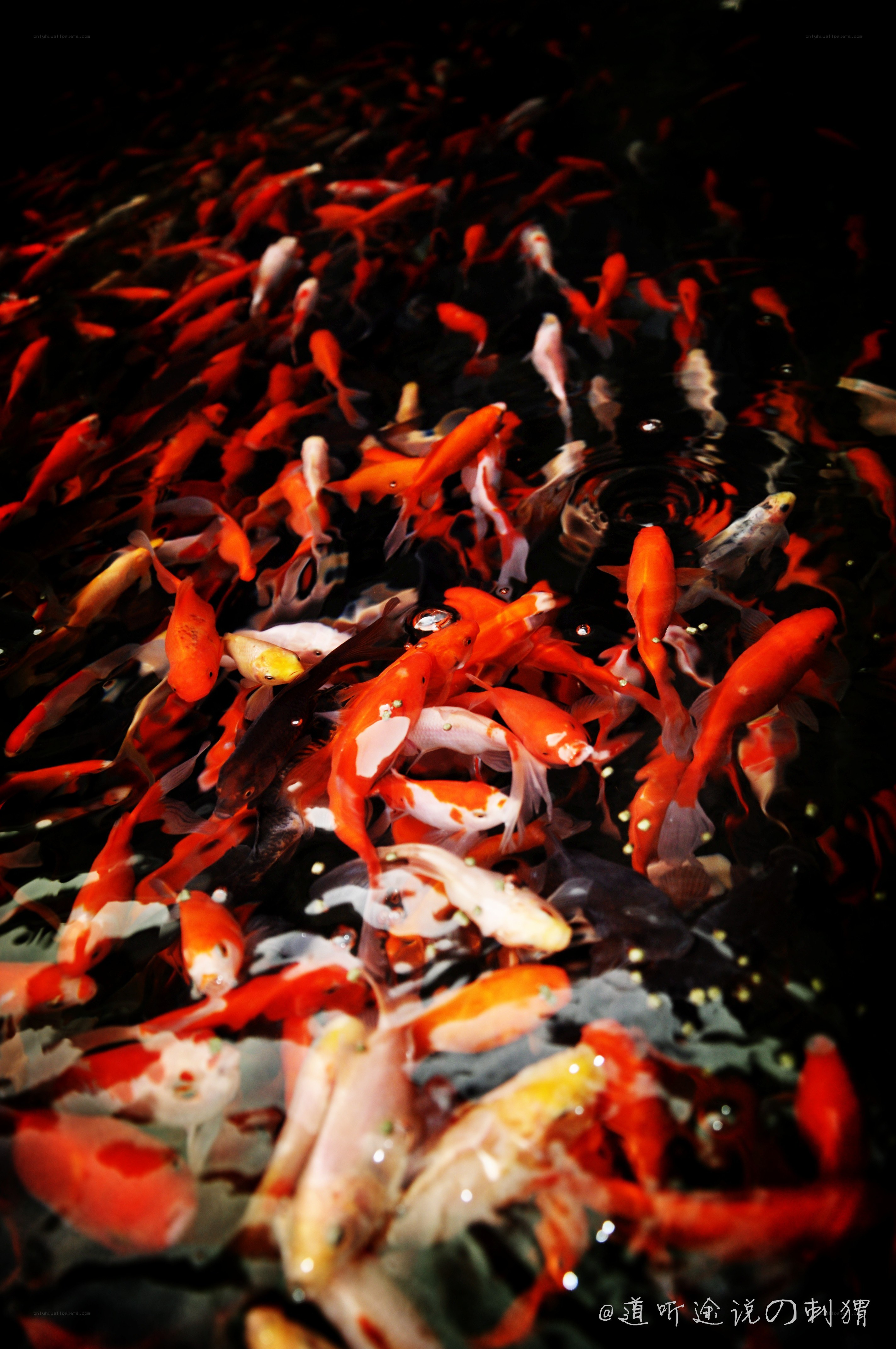 koi fish in a pond