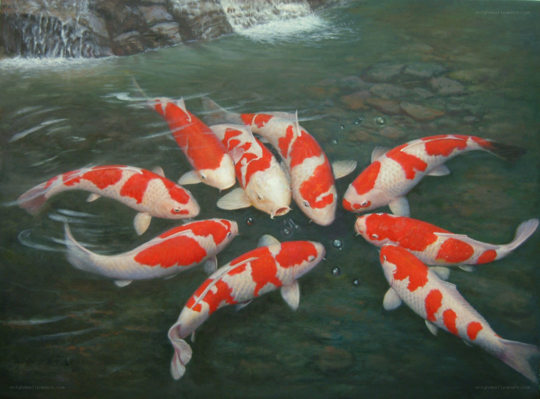 Koi fish in a pond