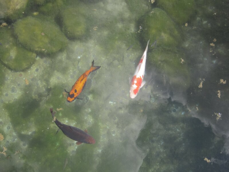koi fish in a pond