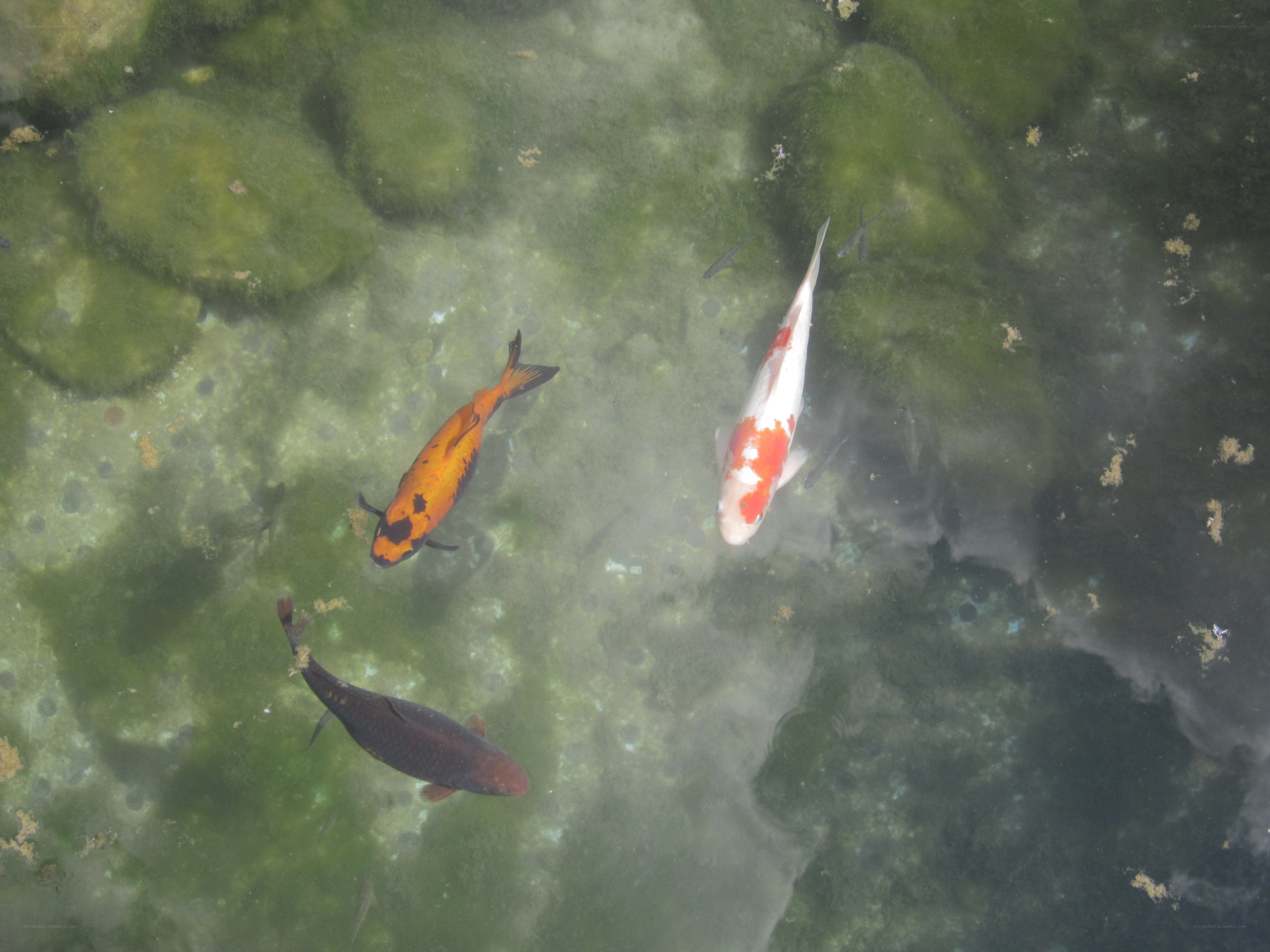 koi fish in a pond