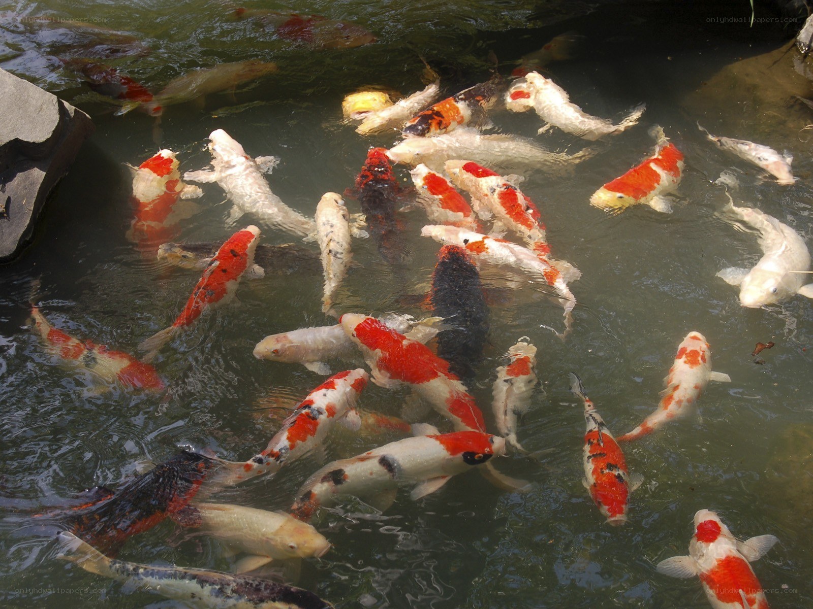koi fish in a pond