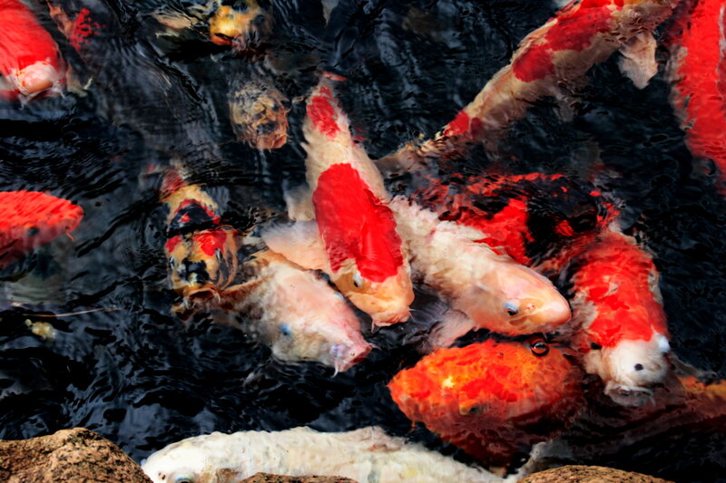 koi fish in a pond