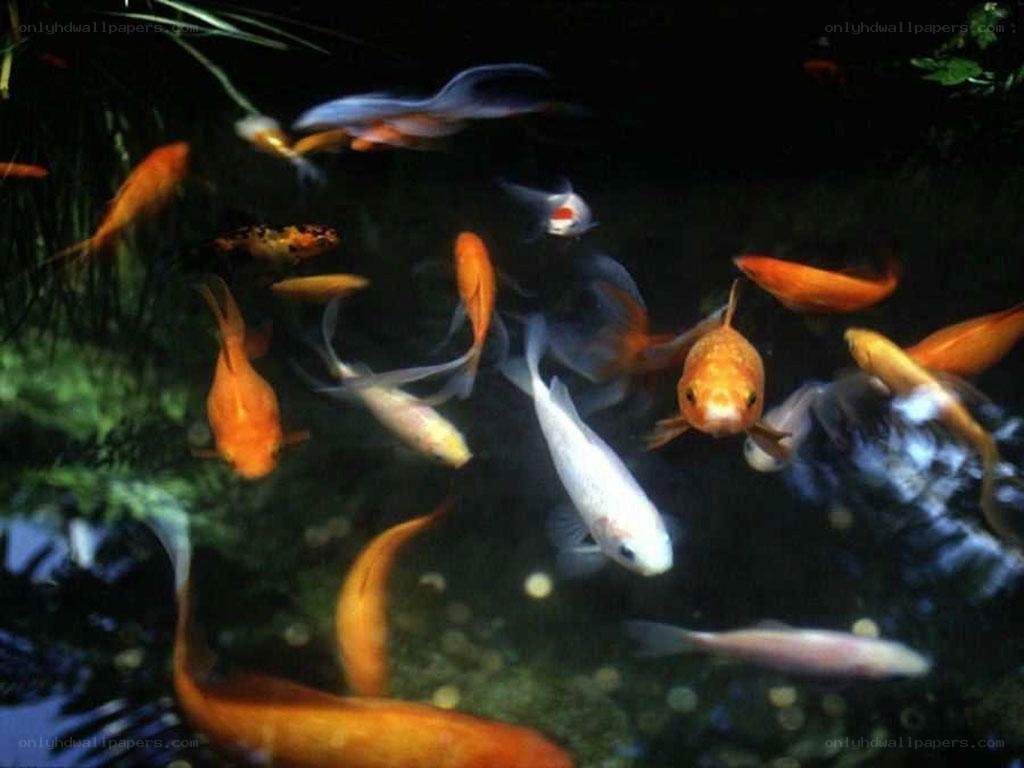 koi fish in a pond