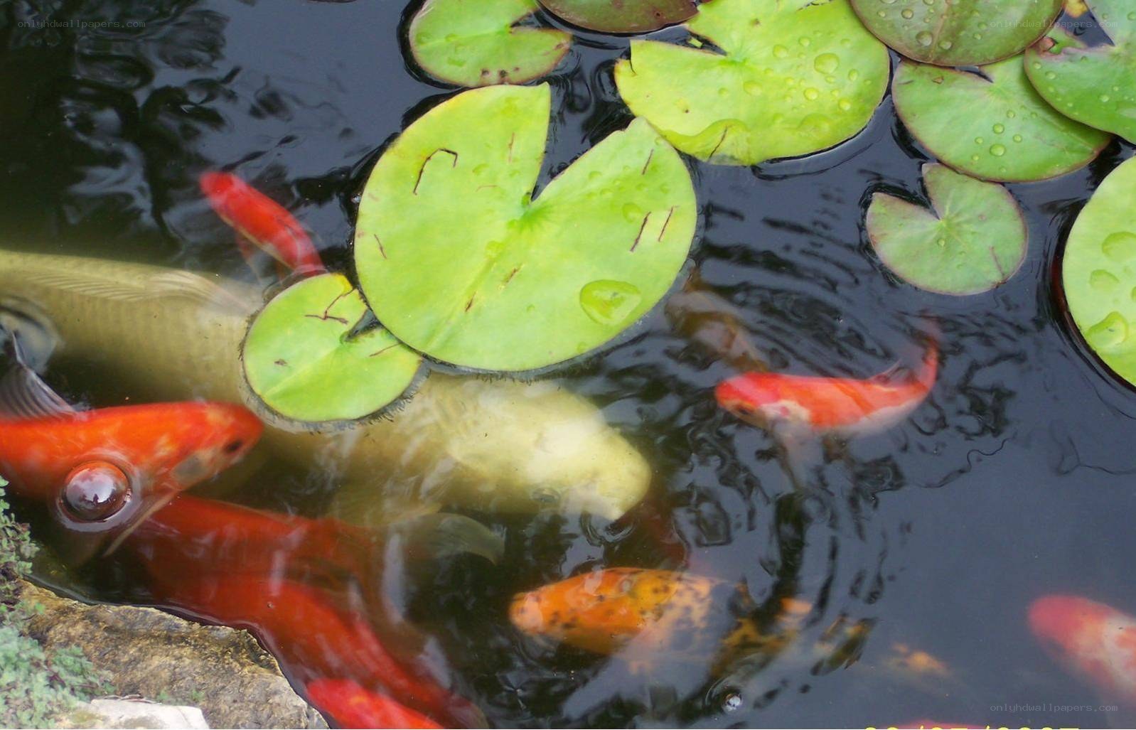 koi fish in a pond