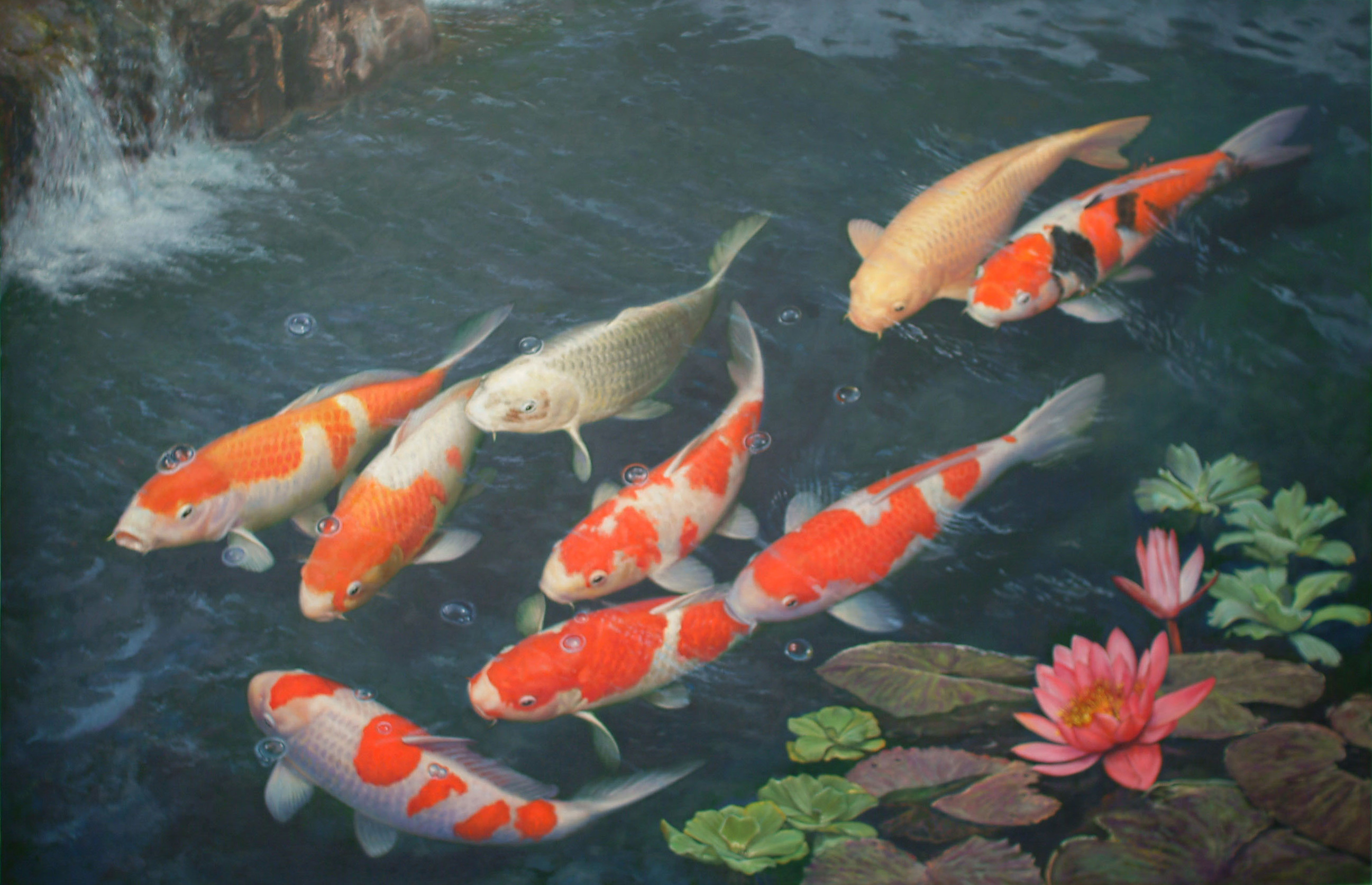 Koi fish in a pond