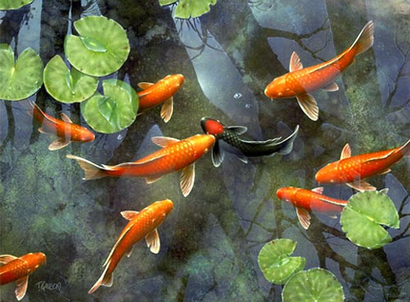 Koi fish in a pond
