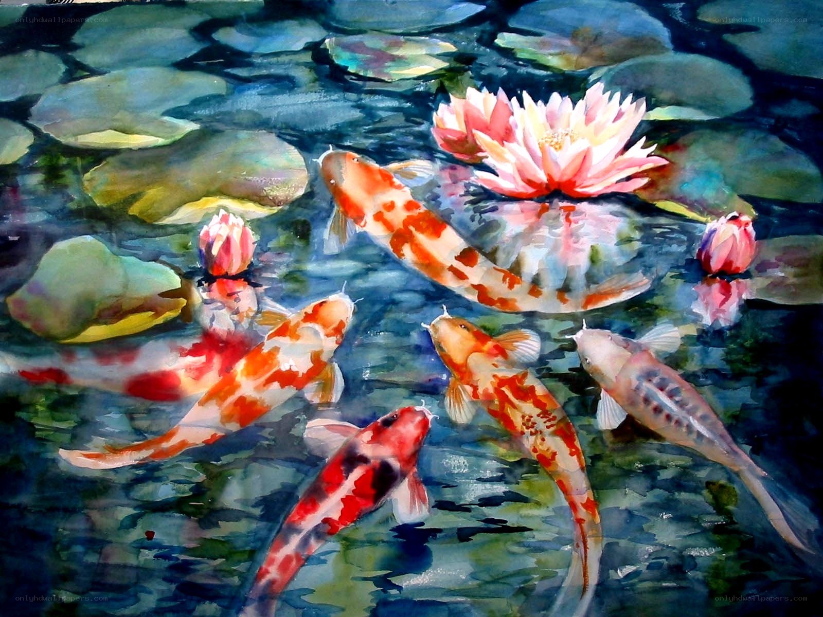 Koi fish in a pond