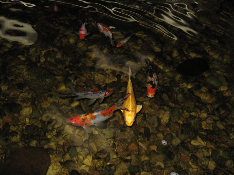 koi fish in a pond