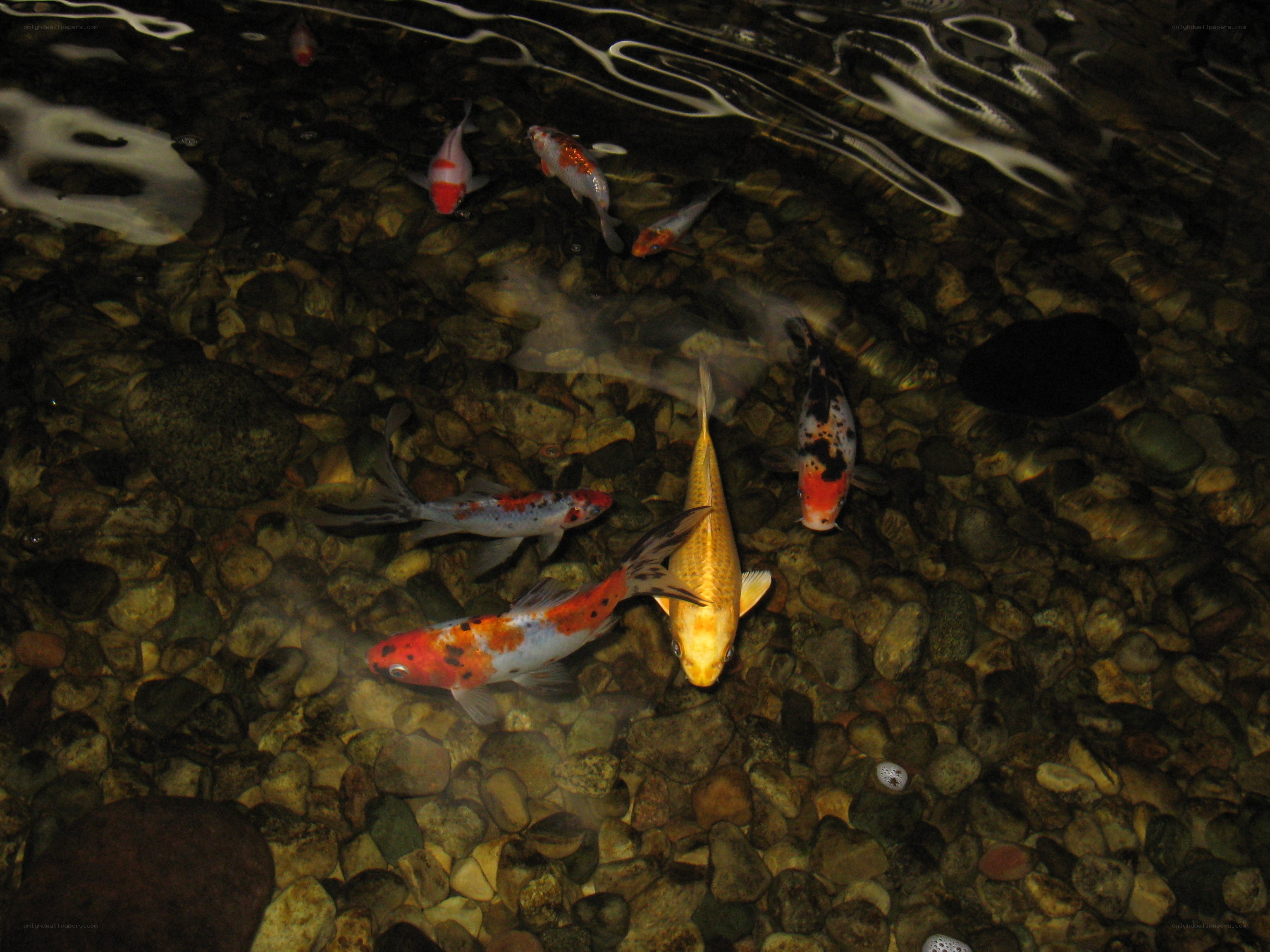 koi fish in a pond