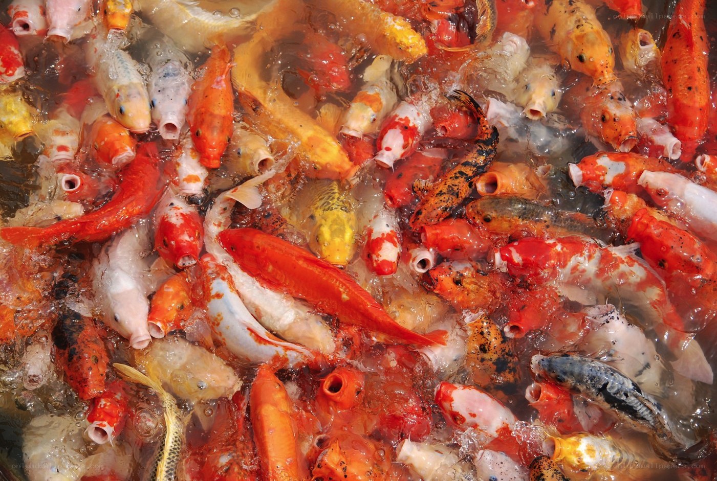 koi fish in a pond