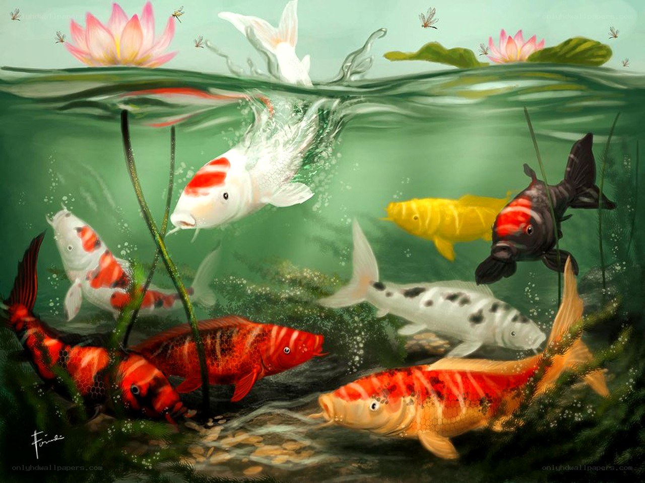 Koi fish in a pond