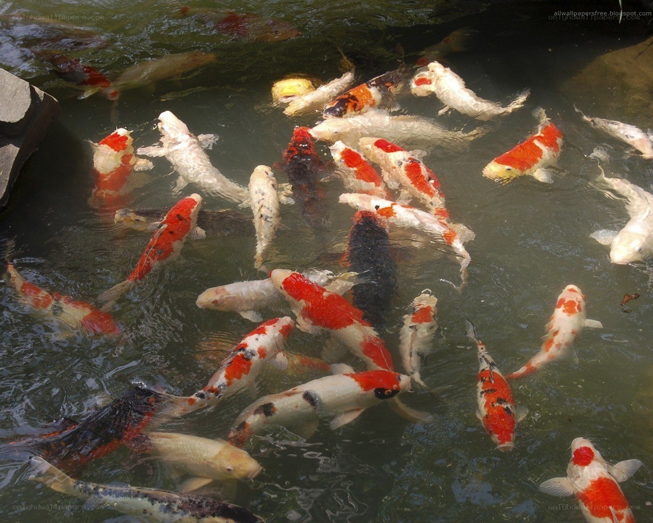 koi fish in a pond