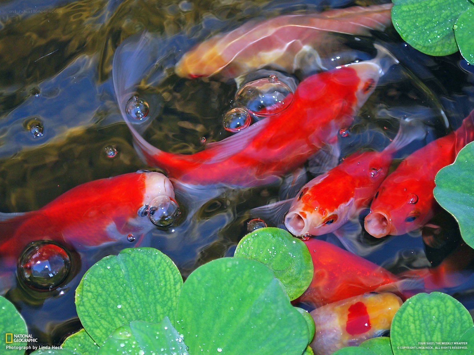 Koi fish in a pond