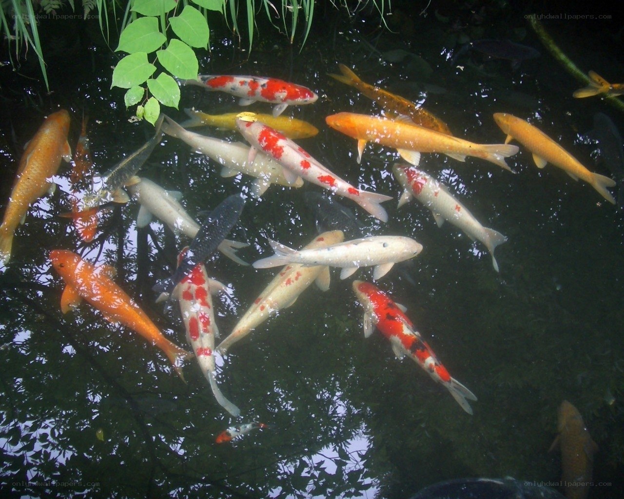 koi fish in a pond