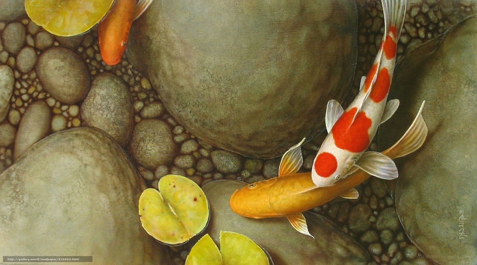 Koi fish in a pond