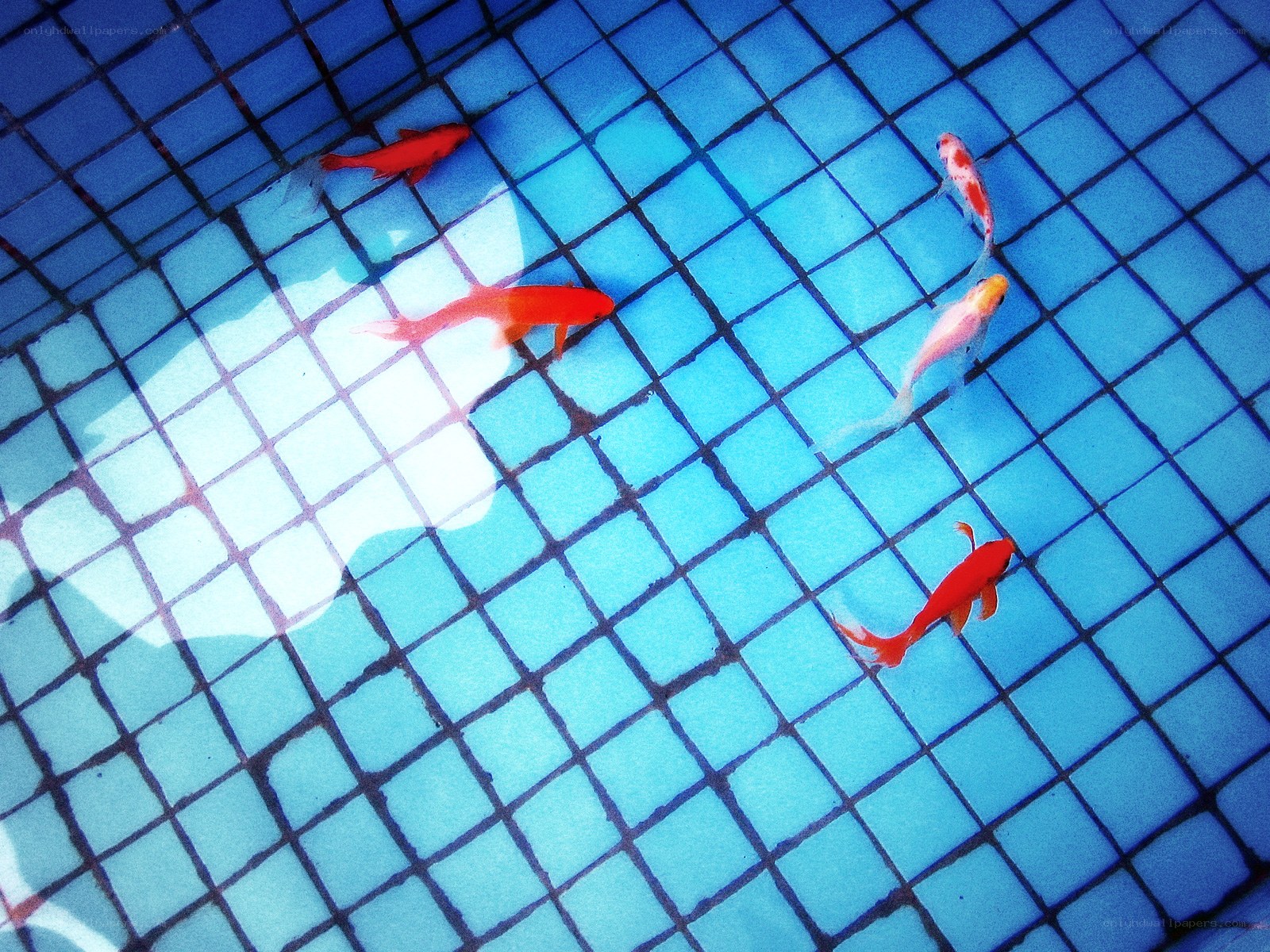koi fish in a tiled pool