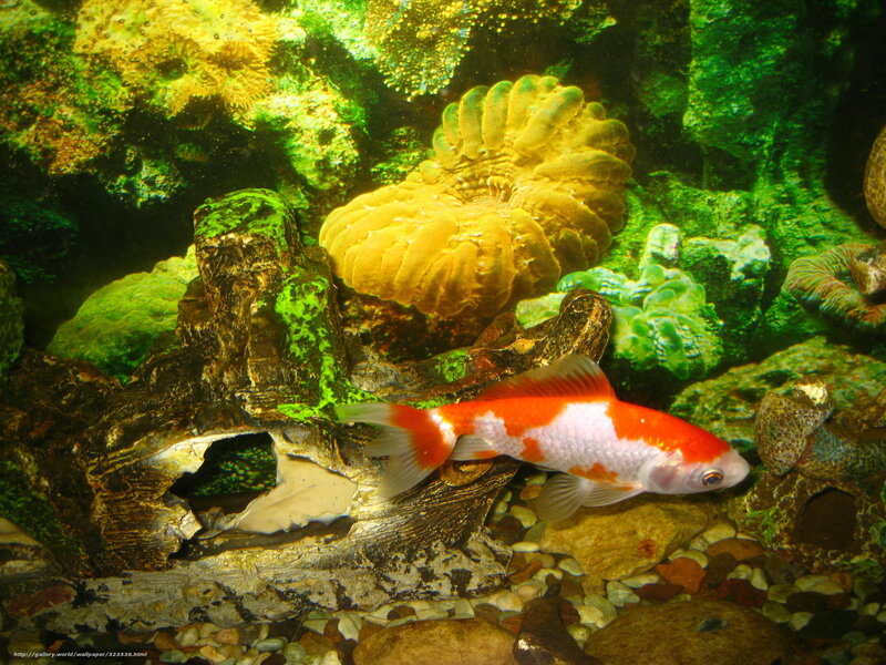 koi fish in aquarium