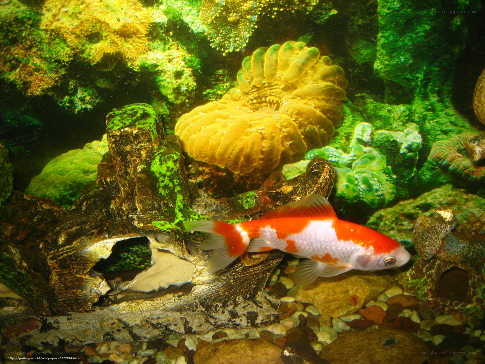 koi fish in aquarium