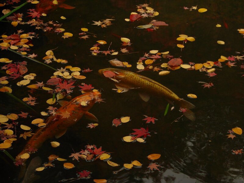 Koi fish in autumn pond