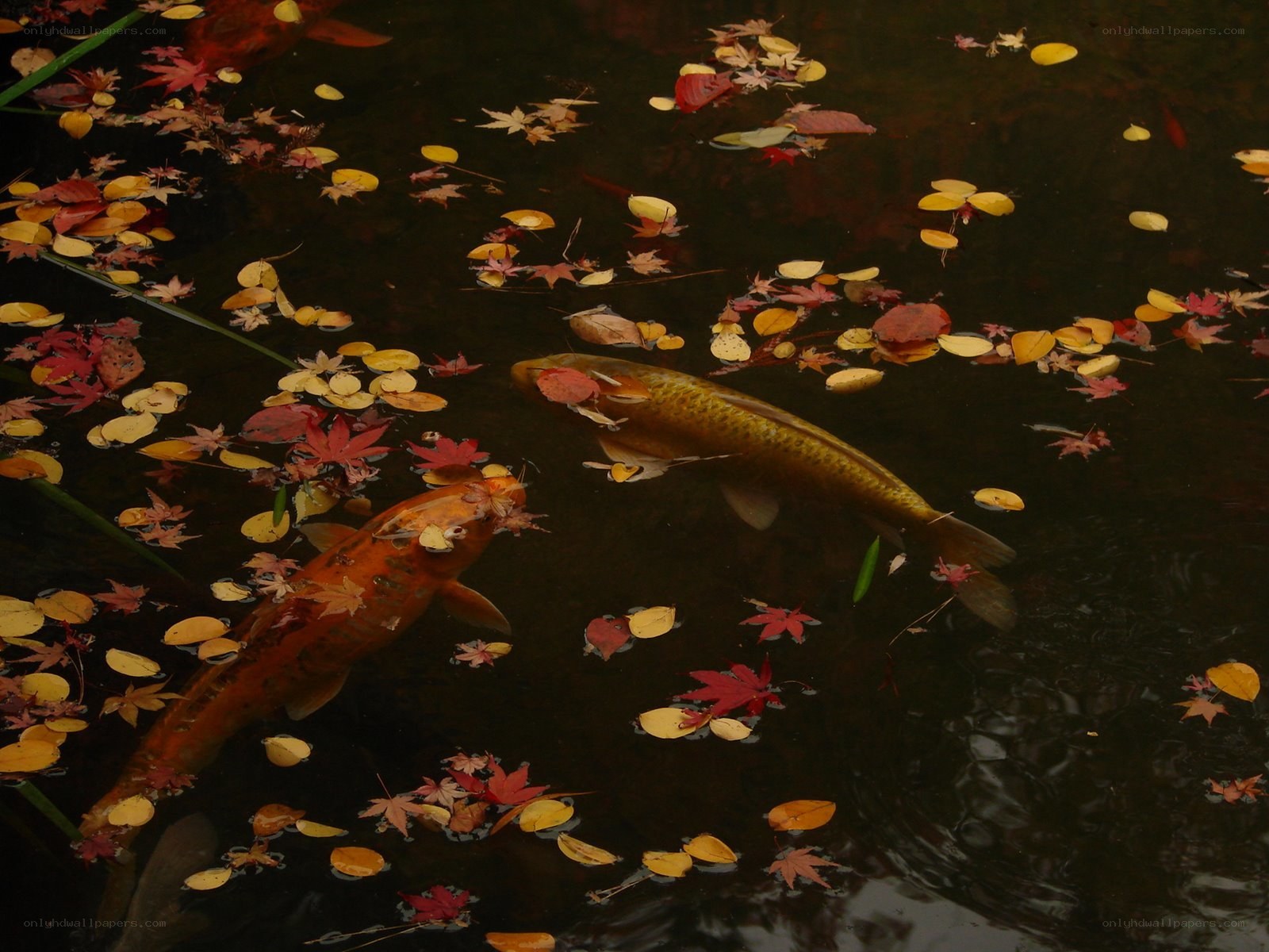 Koi fish in autumn pond