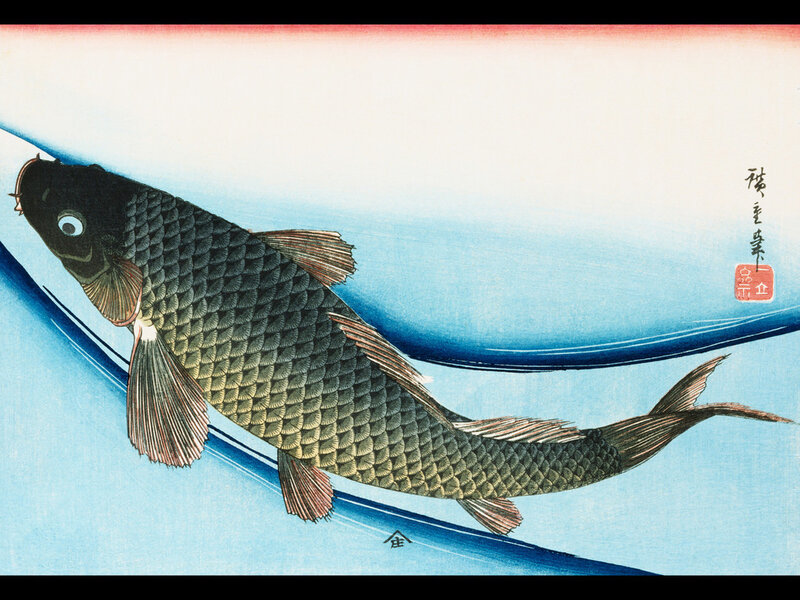 Koi fish in blue water
