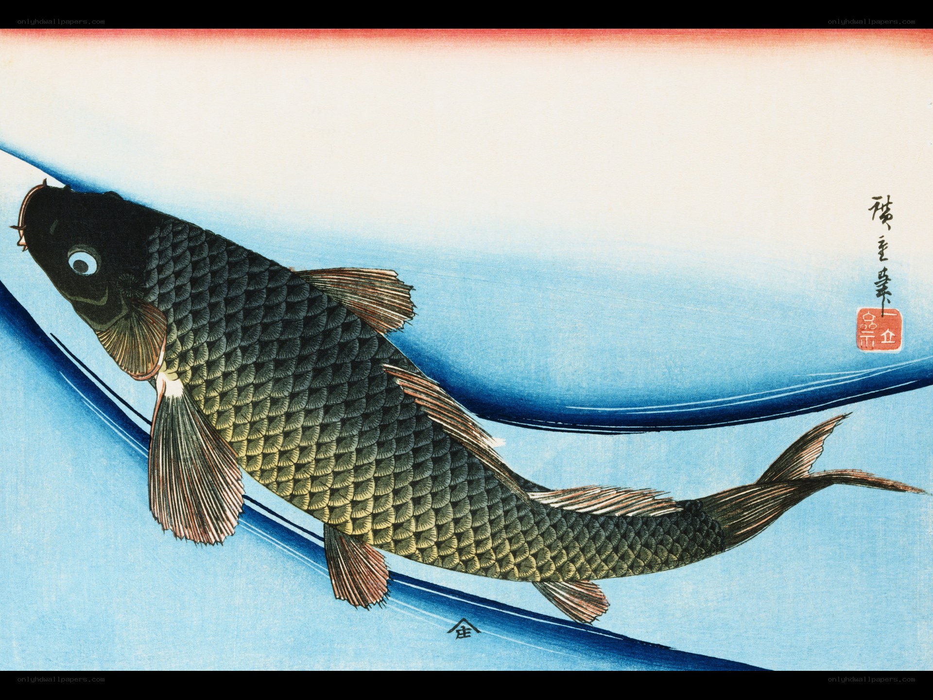 Koi fish in blue water