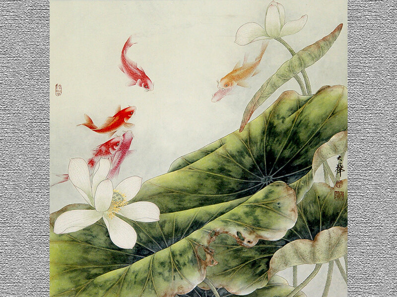 Koi Fish in Lotus Pond
