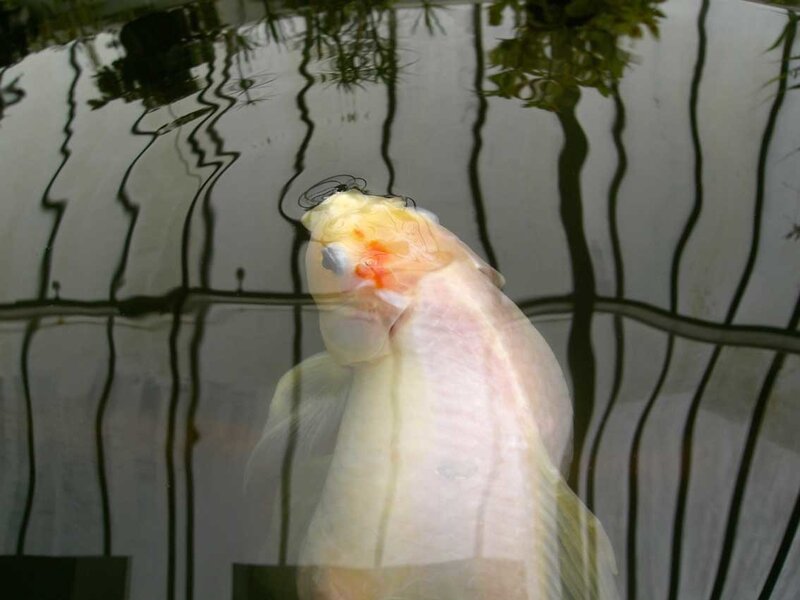 koi fish in pond