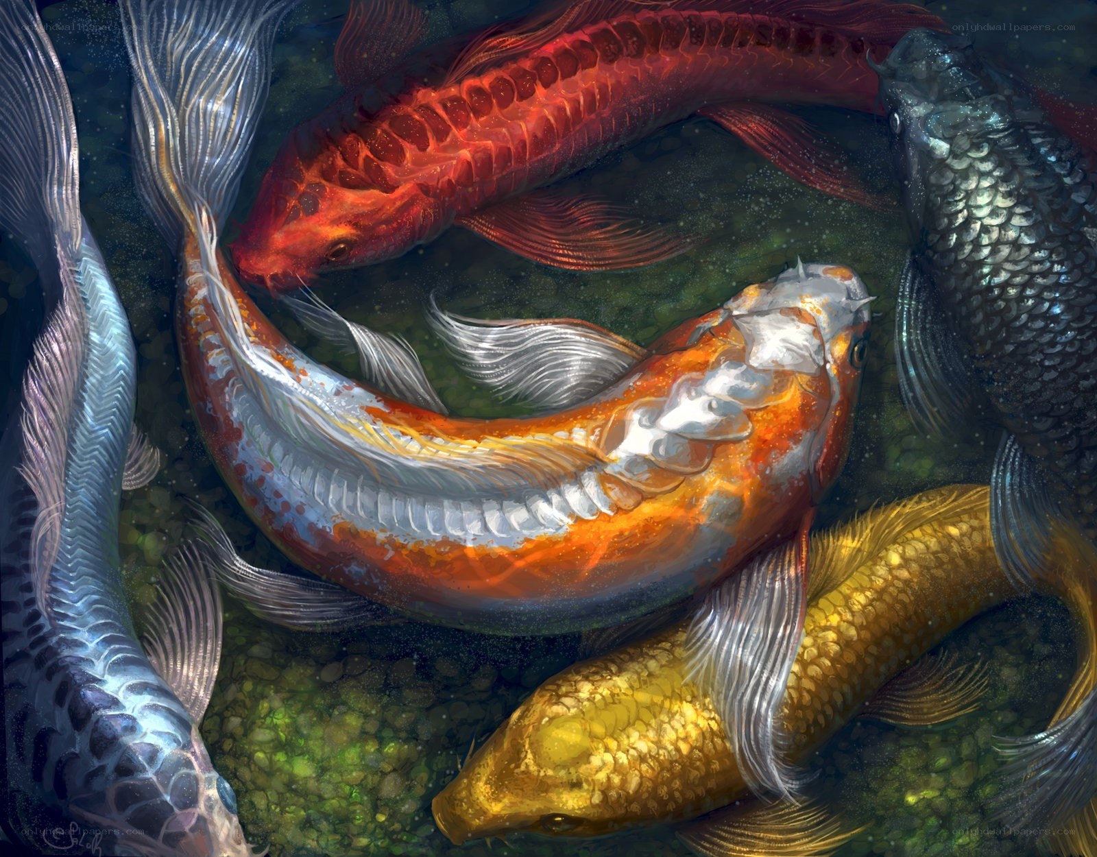 Koi fish in pond
