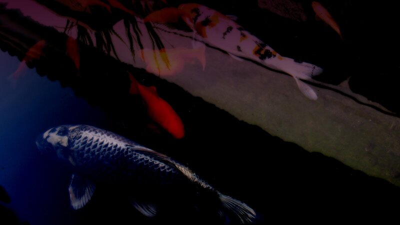 Koi Fish in Pond — Black, Dark
