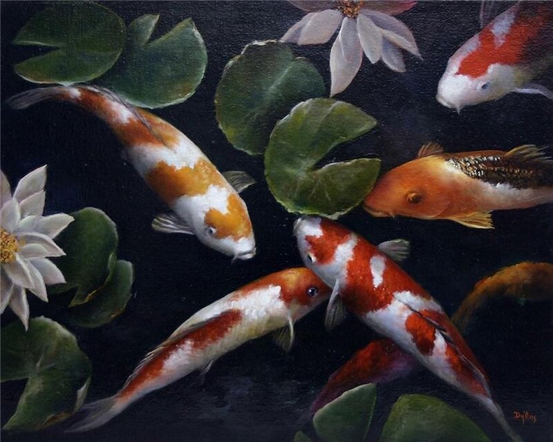 Koi Fish in Pond — Black