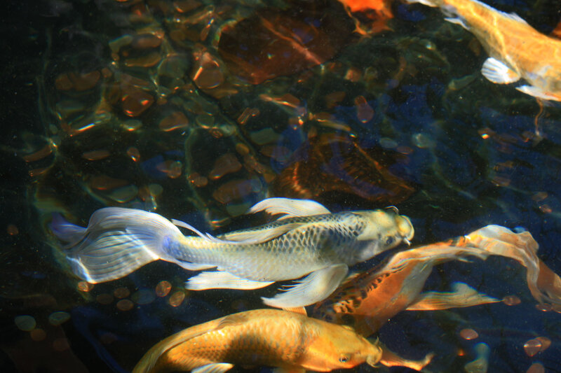 Koi Fish in Pond — Blue, Serene, Afternoon